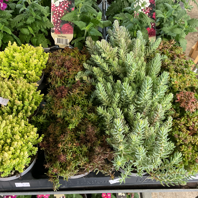 Sedum mix