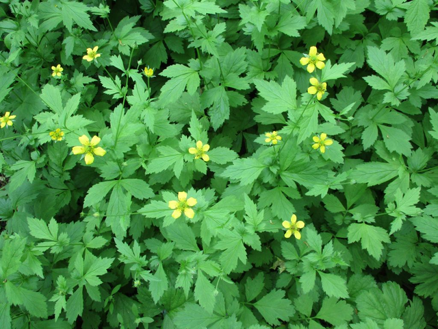Benoîte commune (Geum urbanum )