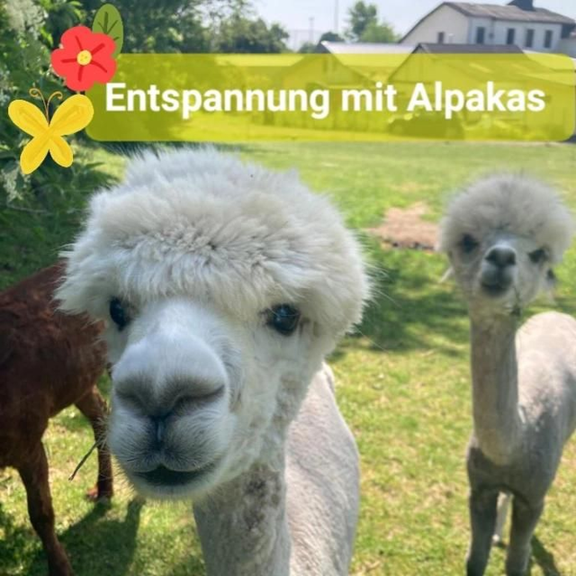 Entspannung mit Alpakas (18.05.25)