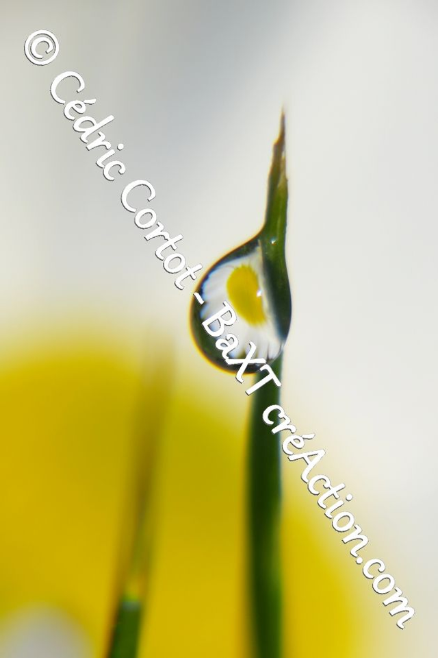 Impression sur alu dibond - Rosée et gouttes de pluie (ref 7731 )