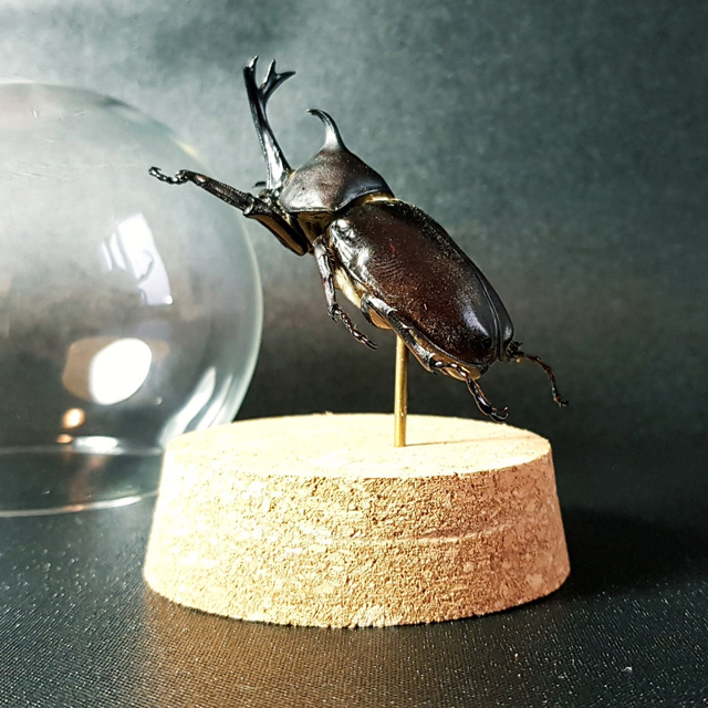 Allomyrina dichotomus