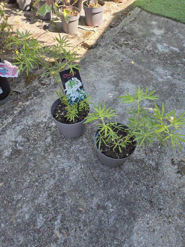 Oranger du Mexique aztec Pearl pot 15cm 