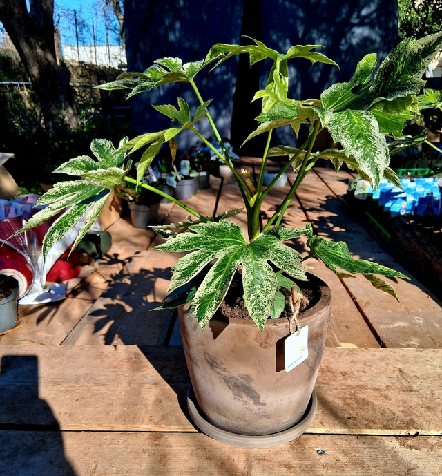 C57 . Fatsia japonica 'Spider's Web' in "MAESTRO BASALT"