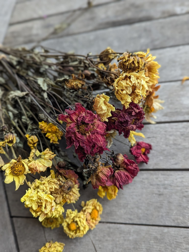 Fleurs séchées de Dahlia