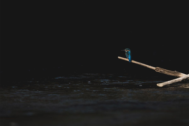 Le pécheur de L'Ourthe