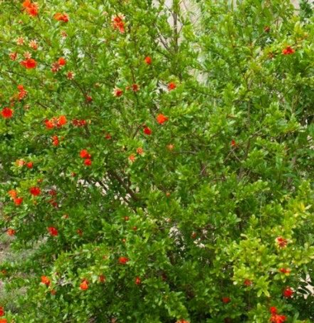 Grenadier  AB -  Punica granatum