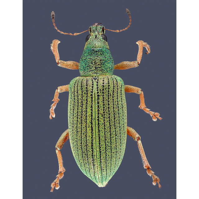 Phyllobius Maculicornis