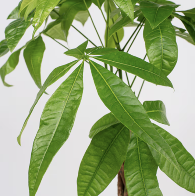 Pachira Aquatica Money Tree 90cm