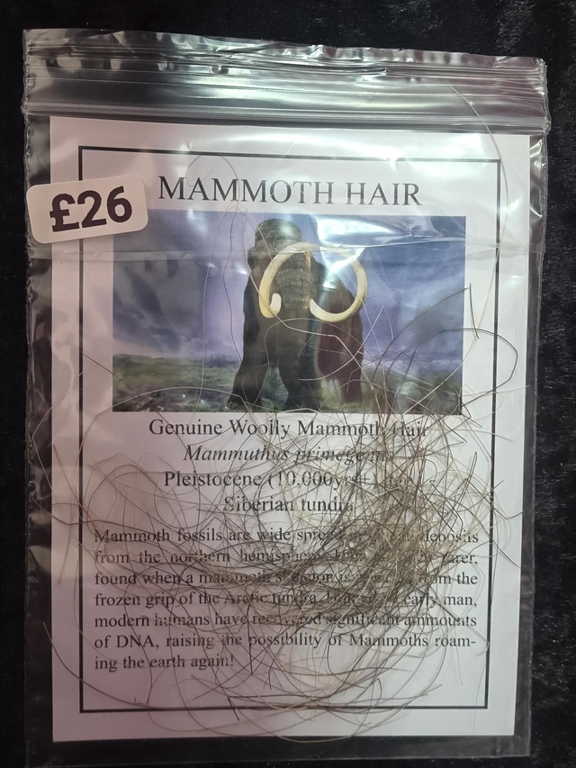 Mammoth hairs