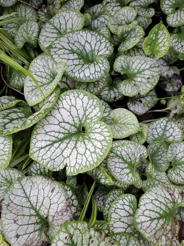 Brunnera macrophylla 'Jack Frost' 1 litre) 