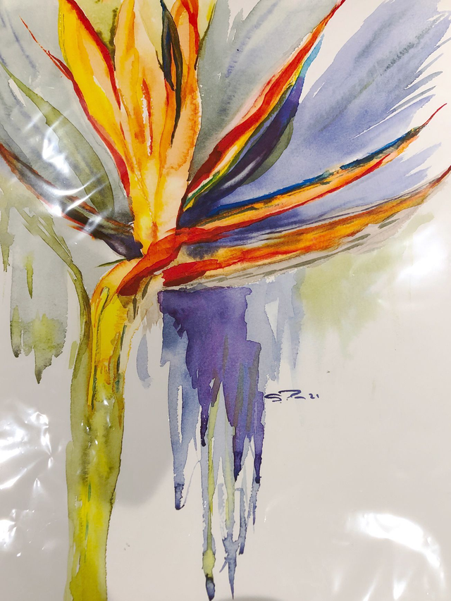 Strelitzia  - bird of paradise