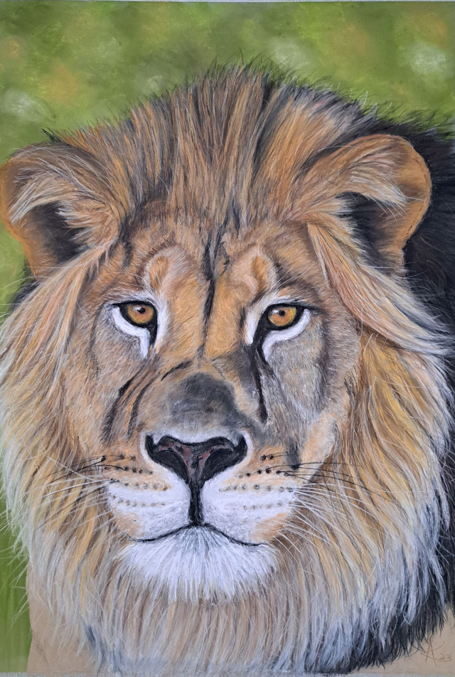 Lion Daddy.  Large  Limited Edition Signed Print 42 x 59 cm