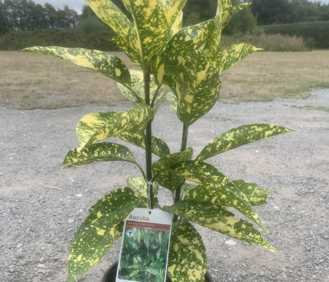 Spotted Laurel - Aucuba japonica cronifolia