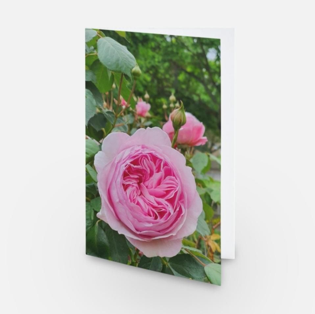 Pink double rose flower greeting card 