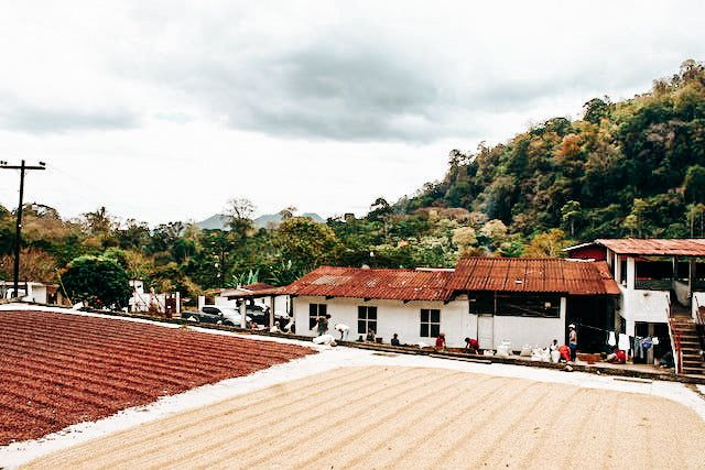 Washed Honduras SHG EP (200g)