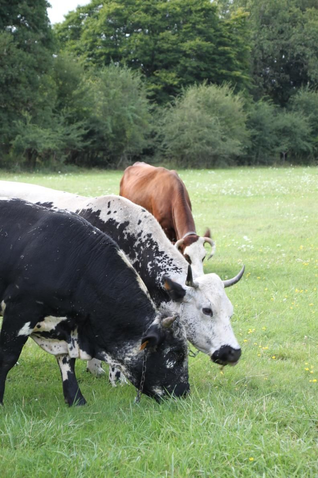 Colis de boeuf, colis de 5 kg environ. Paiement d' 1kg d'acompte à la commande