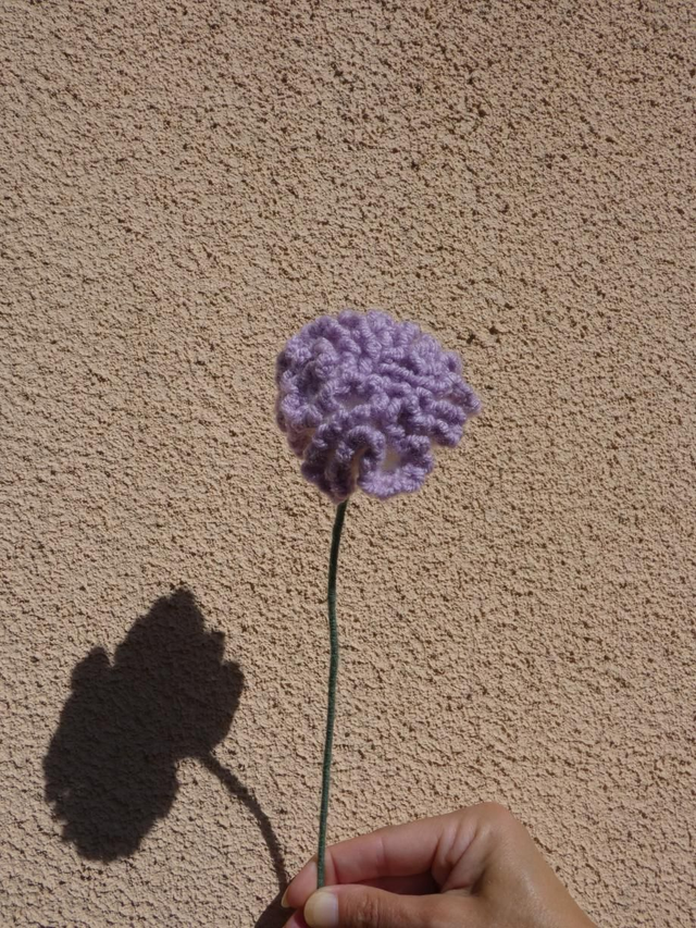 Œillet blanc et violet 