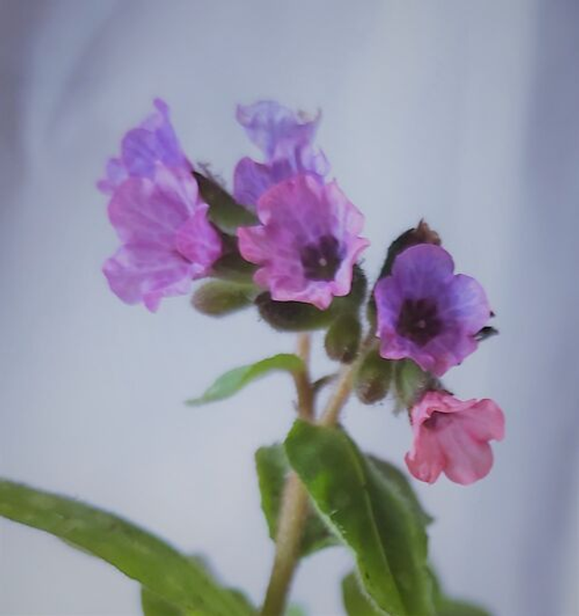 Pulmonaria 'Smokey Blue' 1 litre 