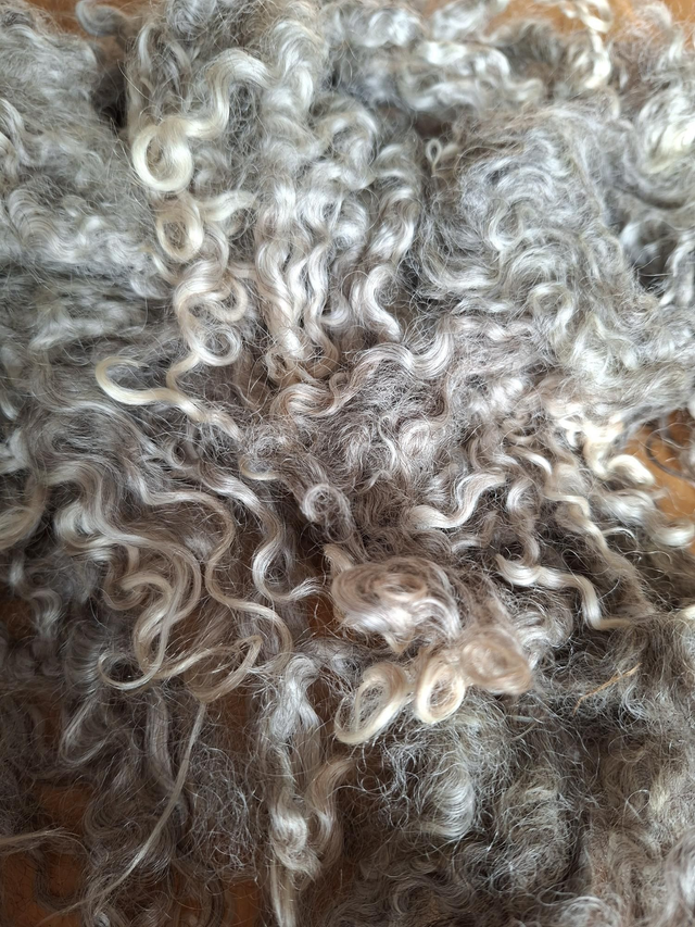 Toison0033 Leicester longwool 117g