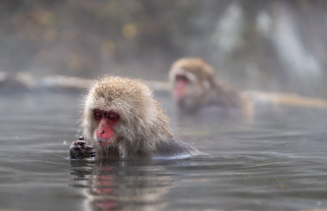 Snow Monkeys - Contemplation