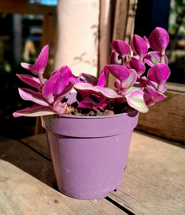 B48 . Tradescantia nanouk in vaso 12