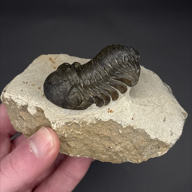 Phacops Trilobite 