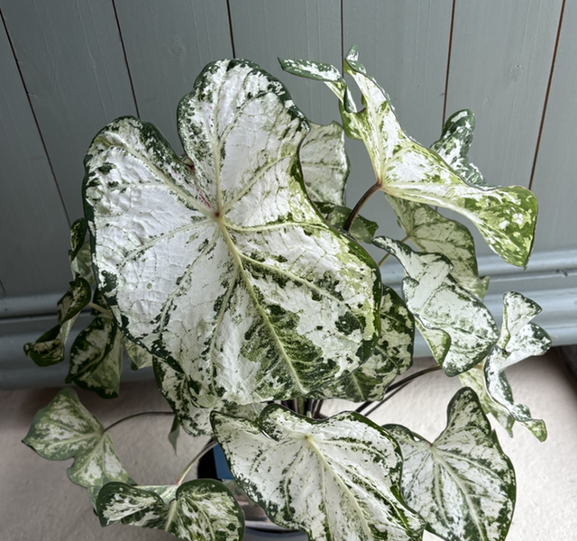 Caladium