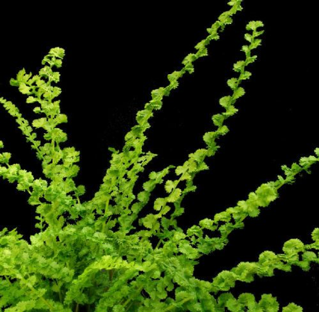Athyrium filix-femina &#039;Fritzell&#039;s Children&#039;- spore grown plants from the Irish Tatting Fern  9cm