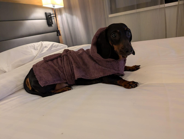 Dog bathrobe