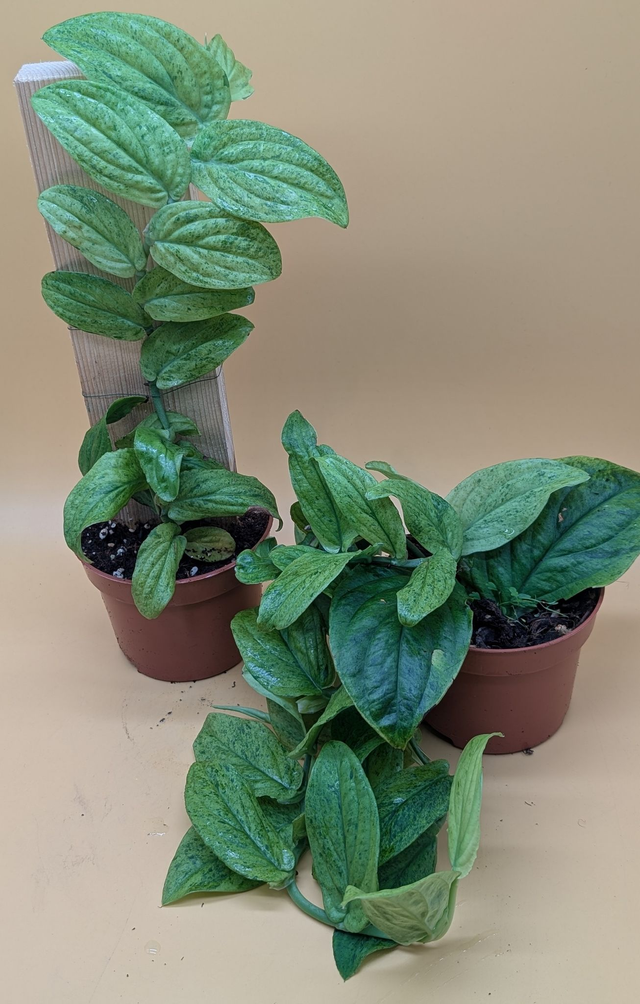 Rhaphidophora korthalsii marble aurea