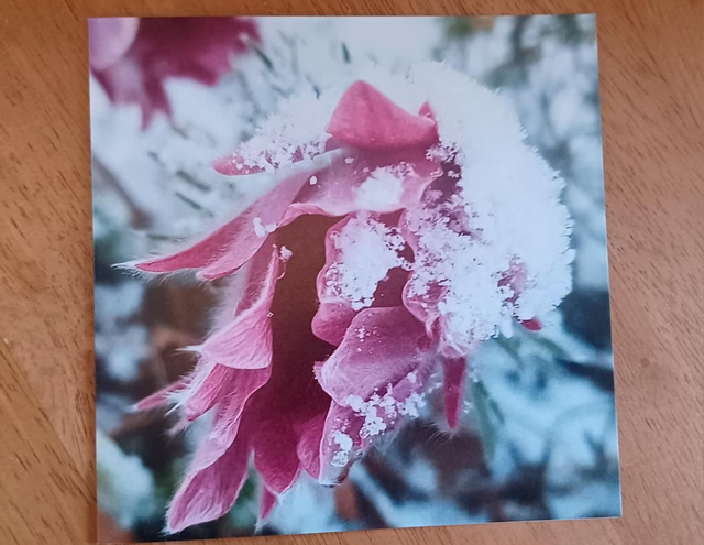 Snowy Pulsatilla