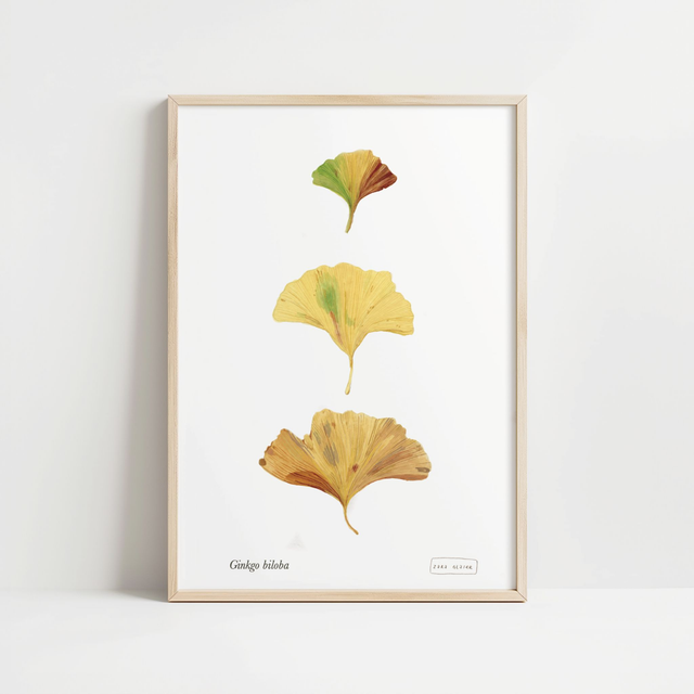 Ginkgo Leaves ● A4 Print