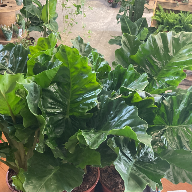 Alocasia low rider