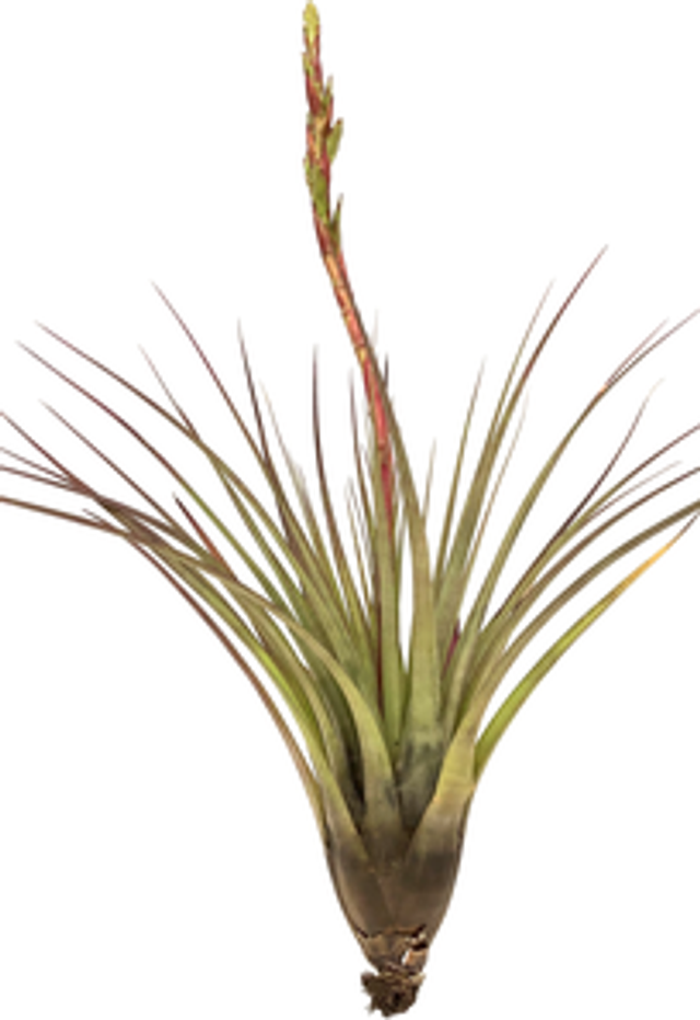 Tillandsia rodrigueziana L