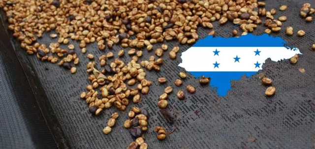 Café Amérique Centrale Honduras