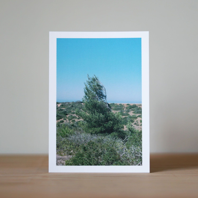 Photo Postcard 2