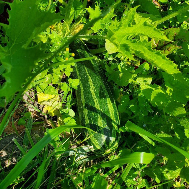 Courgette verte striée Cocozelle von Tripolis