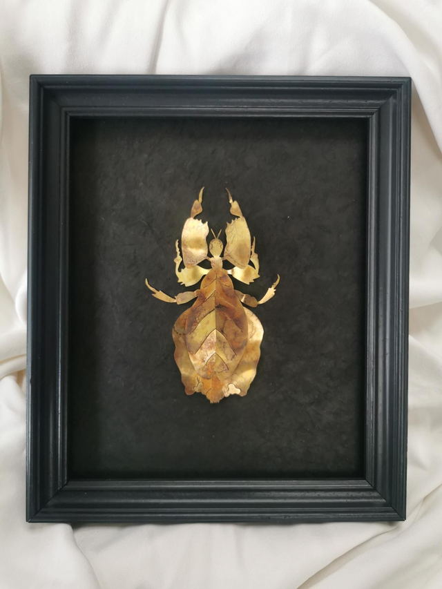 z-Phyllium Siccifolium - Phasme