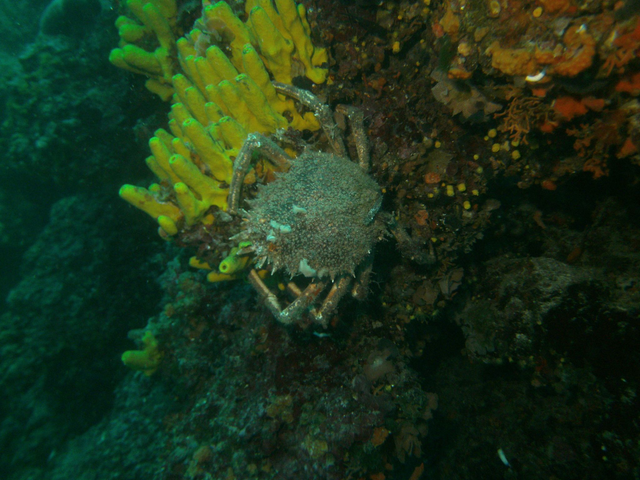 10er Tauchpaket mit Guide+Ausrüstung 