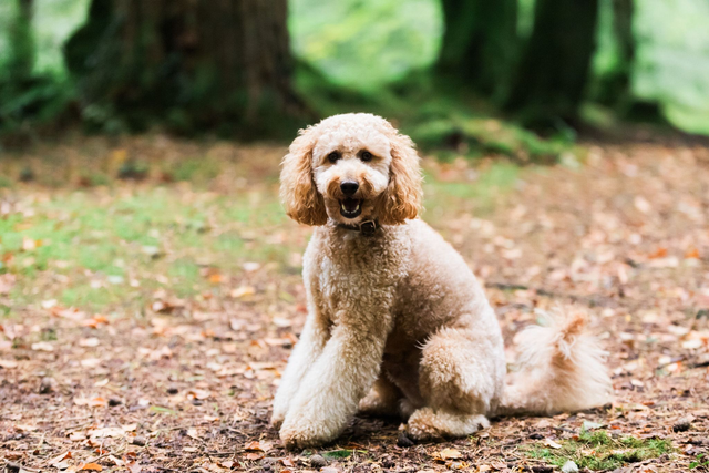 Pet Photoshoot Booking Fee