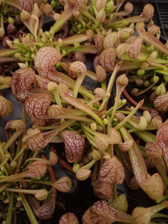 Sarracenia psittacina 9cm
