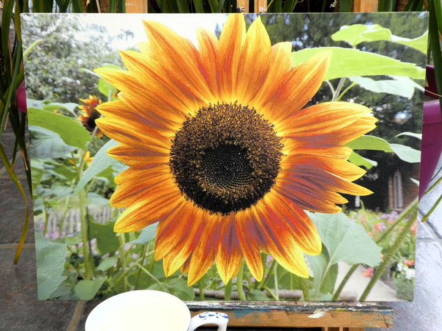 Photographic Open Edition Canvas Panel Print, from my "Floral" collection, "Sunglow"