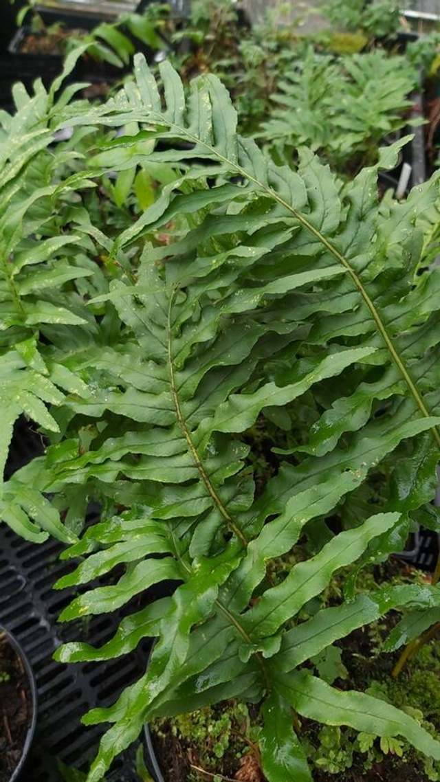 Polypodium &#039;Whitley Giant&#039; 9cm