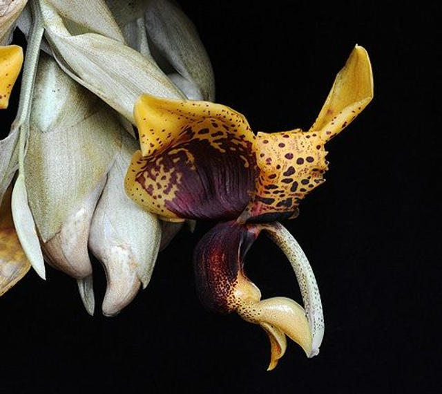 Voice of Courage Essence