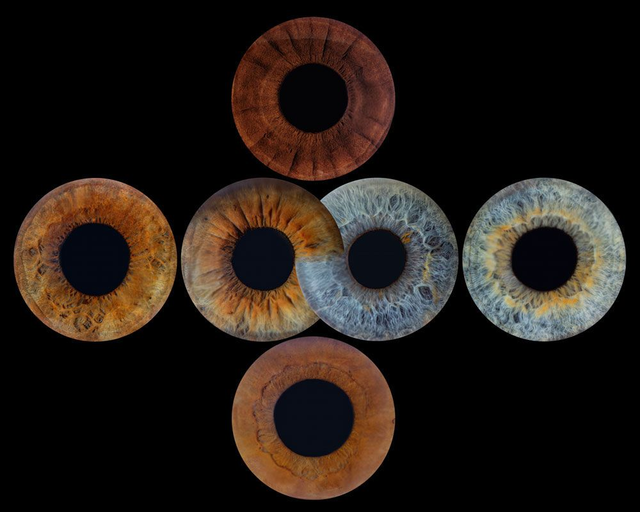 Iris Fotografie für 6 Personen