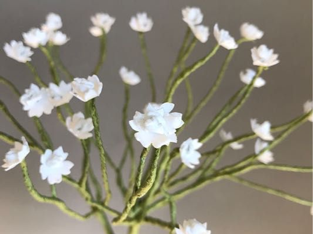 Gypsophilia 