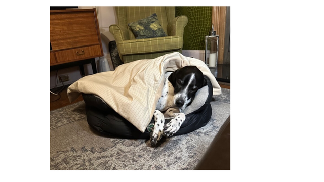 Doggie Duvet & Cover Beige Stripe