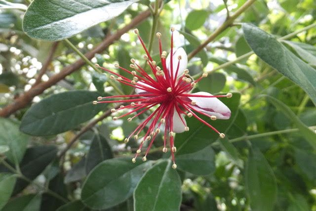 Fruit salad, Pineapple guava, Feijoa / Acca sellowiana Seeds