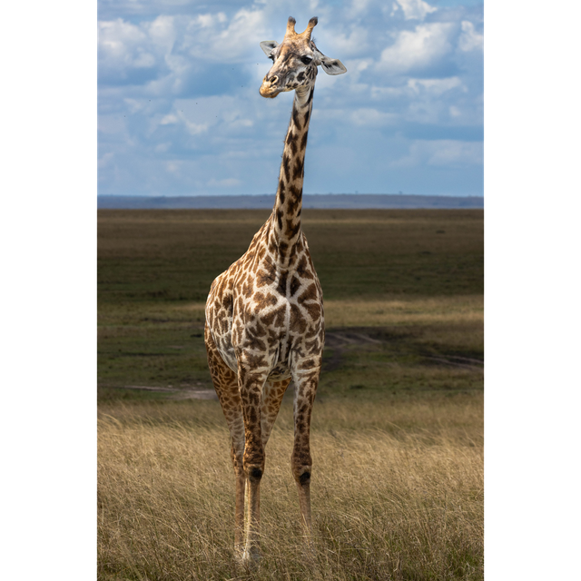 Girafe - réserve Masaï Mara - Kenya - ref: k-3165