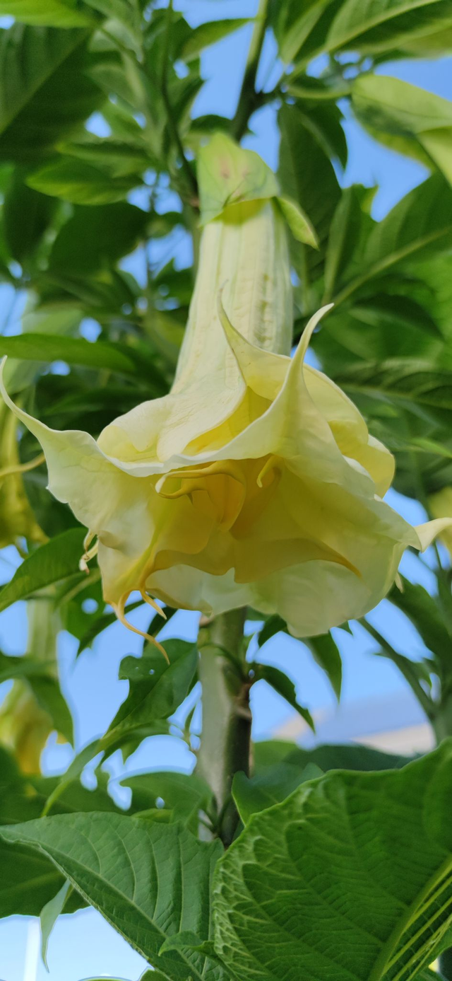 NoID (balta,pildīta)